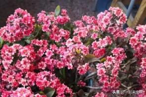 想要植物长得好，一种花肥炒一炒，养花盆底垫一些，3年不用施肥