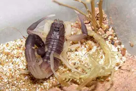 蝎子养殖经验如何分辨快临产的母蝎呢？图片