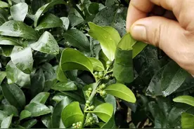 砂糖橘保果期，十几天没下雨了，要不要淋水，淋水怕不怕出夏梢图片