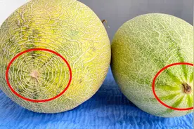买哈密瓜时怎么选？老果农教你4招，个个脆甜多汁，一挑一个准图片