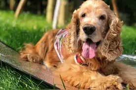 嘟嘟的自我介绍图片