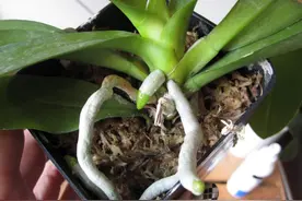 除去播种繁殖，我再教你四种繁殖蝴蝶兰的方法，新手可操作图片