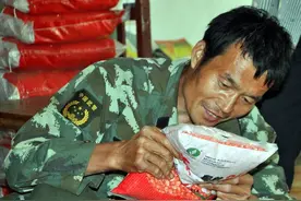 夏播玉米，沃玉3号和海登605，农民怎么选图片