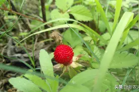 农村常见的“野草莓”，蛇给它吐口水，果子不好吃却很好看图片