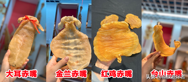 土鳘鱼胶与赤嘴鱼胶哪个好 2026年土鳘鱼胶与赤嘴鱼胶区别