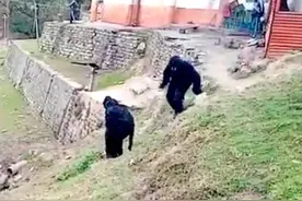 为了对付猴子，印度警察假扮棕熊，动物学家：猴子可能很快会发现熊是假扮的图片