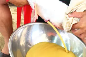 乍一看是在给鱼挤奶，实际上是在孵化鱼卵，原来人工孵化是这样做视频封面