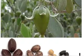 你知道“液体黄金”是什么吗？它用油菜“借腹生子”图片
