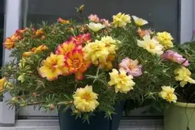 扦插花草多烂根该怎么办？6个小妙招，保证插穗成活率高出不少图片