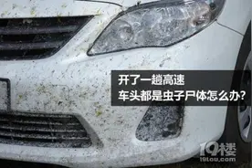 跑完高速，车子上竟然有这么多恶心的虫子，钦州网友遇到过？图片