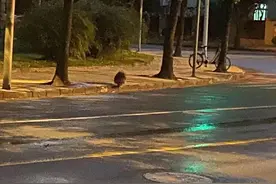 上海市区出现豪猪？专家：背部的刺有一定危险性，如有发现应联系野保收容部门图片