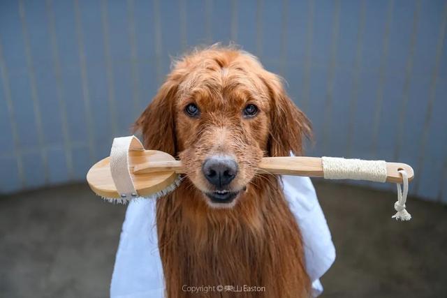 狮王宠物沐浴露去鸡皮肤