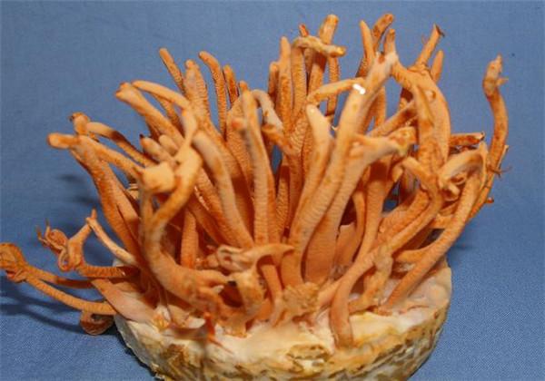 浜哄伐铔硅櫕鑽夋牻鍩规妧鏈紝鑳芥彁鍗囪浌铏崏浜ч噺锛岃繕鑳戒繚鎸佸叾钀ュ吇