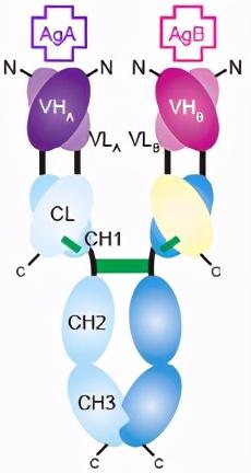 单抗看靶点，双抗看平台——安进、赛诺菲、罗氏双抗平台解析