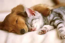 解梦：梦见喜欢的人，大多数情况下对方也在想你图片