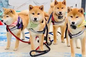 代言费齁贵、都有后援会，王珞丹、张继科、王思聪……心甘情愿被他们抢镜图片