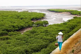 全国最大的红树林自然保护区在哪？湛江：这里！图片