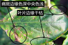 辣椒叶片容易出现褐色的斑点，找准病因早治疗，合理的降湿很重要图片
