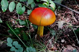 出去拍风景意外遇到蘑菇，哪有不采之理图片