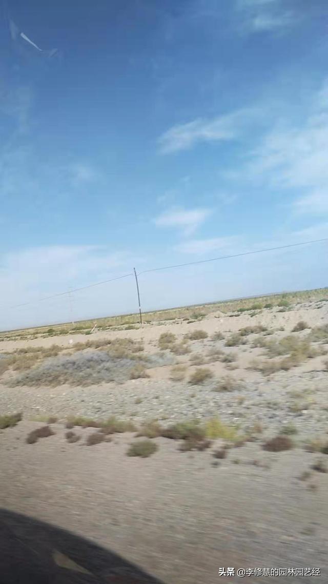 金塔某工业园区绿化植物的养护方案