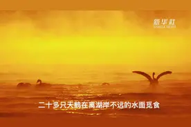 乌伦古湖晨雾中天鹅上演水上芭蕾图片