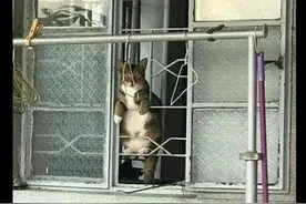 猫咪想出门但又不敢出去，天天趴在窗户上往外看，猫：免费撸猫啦图片