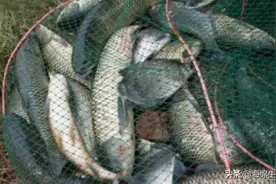 爱野钓的人有福了！国产“虾蟹收割机”来了，新手也能满载而归图片