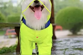 雨天不能遛狗？只有你想不到，没有做不到图片