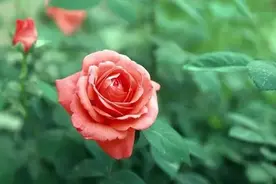 有梦花居——月季：关于美好，要从我遇见你的那天说起图片