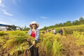 4月13日稻谷价格出炉，最新行情走势如何？图片