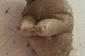 木薯长成这样图片