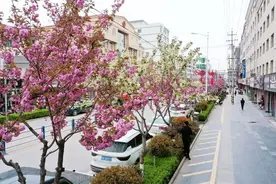 西和：樱花盛开 春林初盛图片