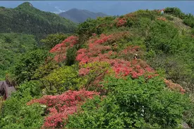 独自一人在浙江临安鸬鸟山的密林中穿行，只为满山的杜鹃花图片