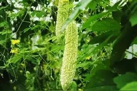 苦瓜叶有白斑，不死也减产降质，选对药剂防治，5项措施有效预防图片