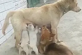 母狗在院子里给孩子喂奶，却感到一阵剧烈疼痛：你也太不自觉了吧图片