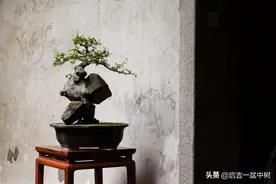 玩盆景，到底玩的是什么？美学、植物学、品味、DIY 。图片