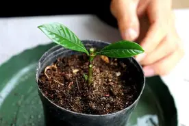 扦插总失败，这次按照步骤来，大白根呼呼长大部分花都适用图片
