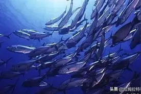 鱼蛋白肥增产效果惊人，肥料“黑马”就是它图片