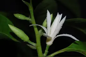 又是一年白兰香图片