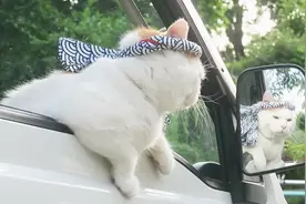 猫咪两只前爪搭在车窗上面，时不时地看镜子里的自己，真是没谁了视频封面