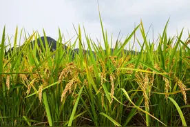 俗语“收秋不收秋，就看五月二十六”，啥意思？二十六为啥能定秋图片