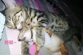 松鼠半夜从笼子消失，以为被猫咪吃了，开灯后，被叼去侍寝了图片