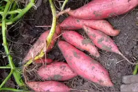 同是红薯，“红心”和“黄心”的有啥区别，老农民：别再瞎买了图片