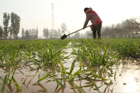 农业谚语：寸麦不怕尺水，尺麦但怕寸水，讲得很对，放到现在管用图片