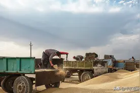 伊朗全国迎来小麦收割季，有粮不慌，不惧美国任何制裁图片