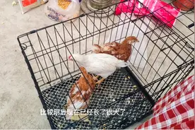 一个多月的鸡仔终于拿回农村了图片