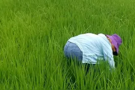 农作物有害生物绿色防控技术（一）图片