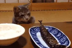 猫猫狗狗~各种动物表情包图片