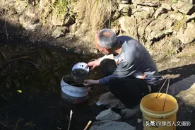 山里有野猪庄稼种不了，68岁大叔挑水栽树苗，一担水只能浇8窝图片