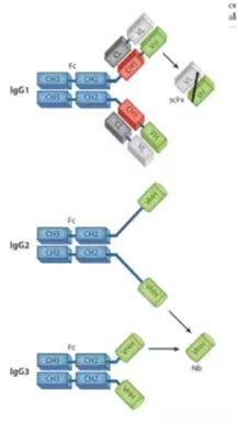 纳米抗体：天然的单域抗体